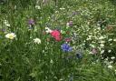 Wildflower verges like this one can boost biodiversity and pollination.