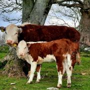 SWEET: Hereford cattle, mother and calf at Urswick captured by Julie Sharp