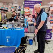 black labrador puppy called Becca, sat with her training coat on, looking at her puppy raiser, Rod Arthur at a collection in Morrisons Malvern