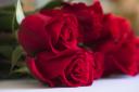 Red roses are a traditional way to let someone know how you feel on Valentine's Day