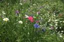Wildflower verges like this one can boost biodiversity and pollination.