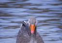 Greylag goose at Bodenham by Andy Williams