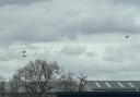 Pictured: three of the four helicopters flying over Hereford