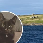 Missing Herefordshire cat 'hitch hiked with the fair' to Scotland's Orkney Islands