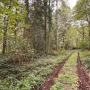 The woodland at Winforton is on the market