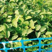 Stock image: Japanese knotweed is a costly problem