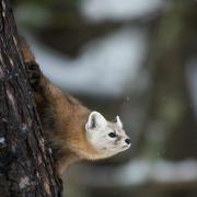 An example of the Pine Marten