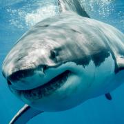 Great white sharks can grow up to 21 feet in length and weigh up to 4,500 pounds.