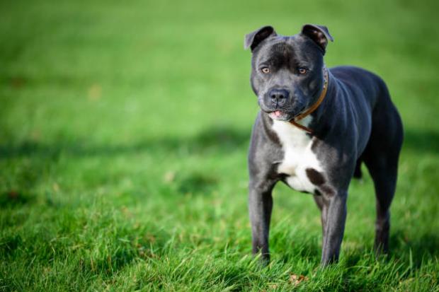 COURT: Simon Newman denies treating Staffy and Pitbull cruelly. Pic: Archive.