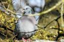 A dove is among the injured birds found by members of the public