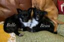 Belle and Beau were found in Ledbury earlier this month by Hereford and Worcester Animal Centre