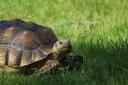 Are you missing a tortoise? (STOCK picture)