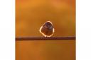 Bird on a wire by Denise Davies