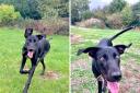 Beauty the 12-month-old lurcher needs a home