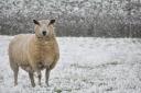 Met Office weather: is snow coming to Herefordshire?