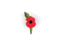 The new poppy was launched today. Image: Royal British Legion