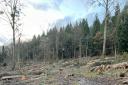 Tree felling at Conigree Wood