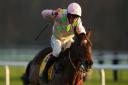 Royale Pagaille is unlikely to contest the Gold Cup in March