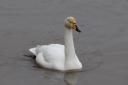 SPOTTED: A whooper swan has been seen in Worcester