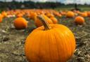 Events are taking place this week to mark Halloween