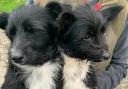 Search is on for owners of two dogs rescued in Ledbury