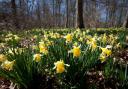 Daffodil Weekends are coming back to the Golden Triangle. Picture by Aoife Caoilfhoinn Eagle