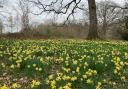 Daffodil events and visitors are returning to the Golden Triangle