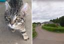 Jay has undergone life-changing surgery after he was born with a badly deformed paw. Picture: Cats Protection/Google Maps