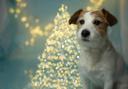 A number of festive favourites can be dangerous to pets