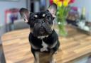 Bertie the French bulldog struggles to breathe because of the way he was bred