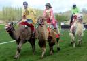 Camel racing at Malvern