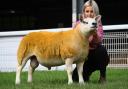 2,400 gns Texel Ram Lamb from Amphlett and Owens, Woodhouse, Leominster