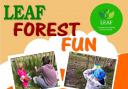 Forest fun day