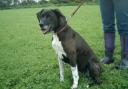 Please find a home for Holly