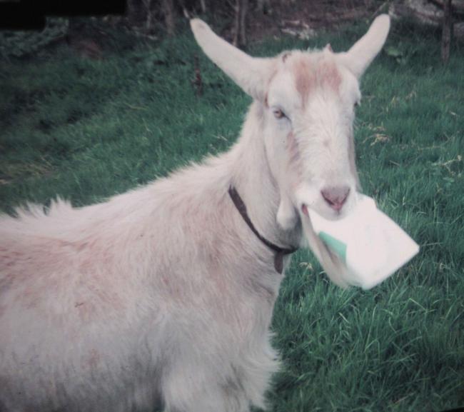 Ebenezer the billy goat