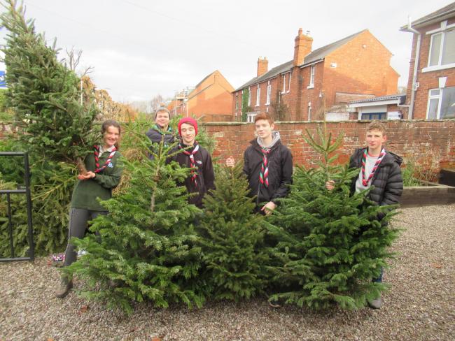 Ledbury scouts to collect and recycle Christmas trees in the new year
