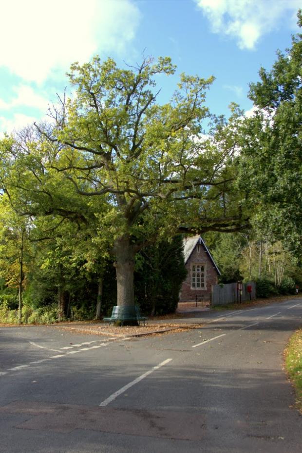 Ledbury Reporter: The Wellington Heath tree when it was in full health