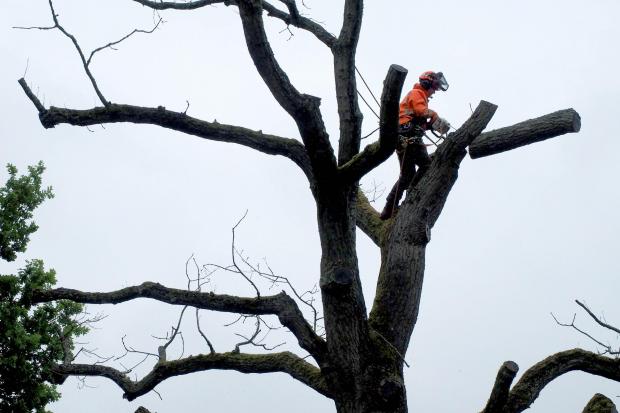 Ledbury Reporter: Branches are lopped off the tree to get it ready for carving