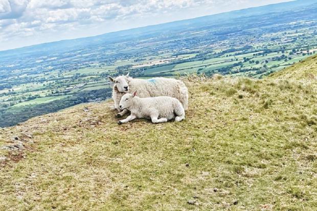 HILLS: Sheep on Malvern Hills. Pic. Laura Sharp