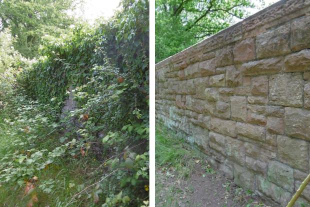 Ledbury Reporter: A section of the trail before and after a clearing session by Sustainable Ledbury