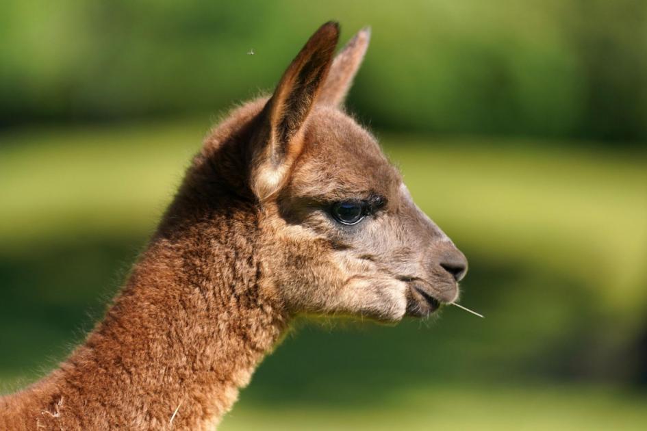 Man from Ledbury, Herefordshire, guilty of neglecting llama 