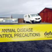 Bird flu has been confirmed in Herefordshire for the first time this winter. File picture