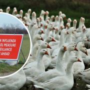 Bird keepers are urged to keep birds indoors
