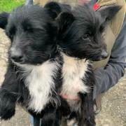 Search is on for owners of two dogs rescued in Ledbury