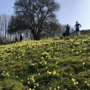 Visitors take in the sights at Ketford Bank during Dymock Daffodil Weekend
