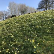 Daffodils at Ketford Bank