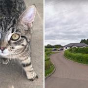 Jay has undergone life-changing surgery after he was born with a badly deformed paw. Picture: Cats Protection/Google Maps