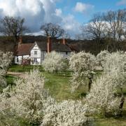 A celebration of orchards will take place at Brockhampton. Picture: National Trust