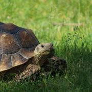 Are you missing a tortoise? (STOCK picture)