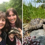 A tortoise that was found in a Herefordshire car park has been reunited with his owner